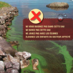 Les cyanobactéries sont de retour dans la baie