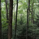 Foresterie : La belle au bois dormant