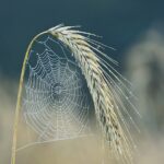 Le blé d’automne en culture intercalaire